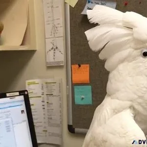Lovely Cockatoos available now