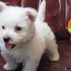 Healthy West Highland White Terrier Puppies For Sale