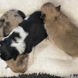 Adorable Pomeranian Tiny Babies