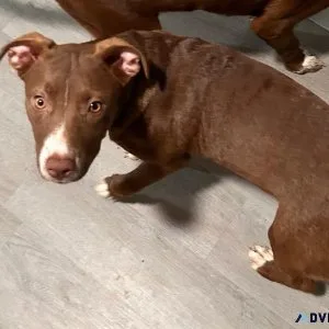 Pit mix puppies