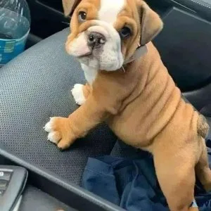 Healthy English Bulldog Puppies Available