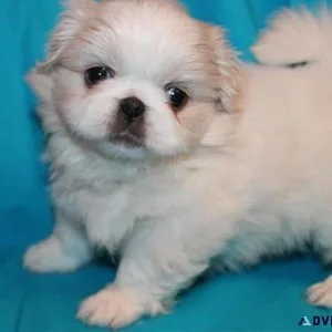AKC Registered Pekingese Puppies