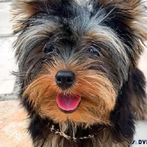 Spoon Seizez Yorksgire Terrier Puppies