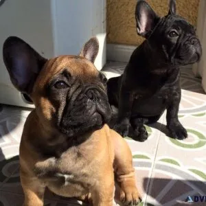 French bulldog