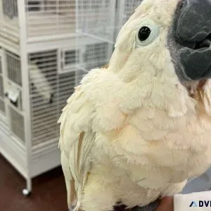 Pair of Moluccan Cockatoos Includes Cage
