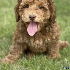 BEAUTIFUL teddy bear looking LABRADOODLE pup
