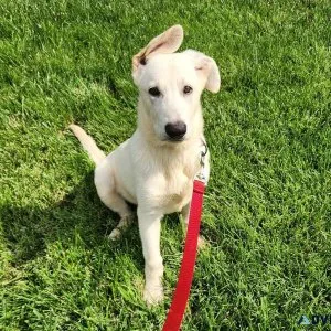 AKC WHITE GERMAN SHEPHERD PUPPY