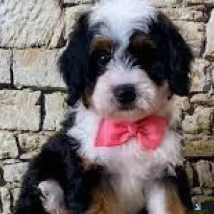 Micro mini bernedoodles ready to go
