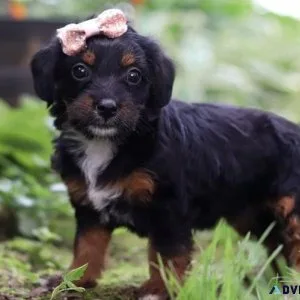 AKC Yorkie Poo Puppies available and ready