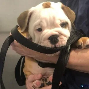 Bulldog puppies for rehoming near me