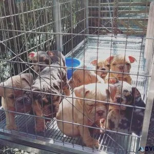 8weeks old cute bullies for sale shipping anywhere in the world