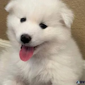 Available  Samoyed