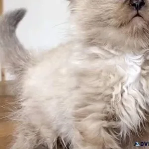 %%Purebred ragdoll kittens