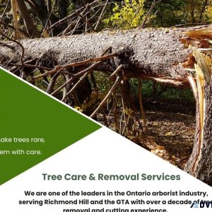 Tree Removal Services  Five Star Tree Services