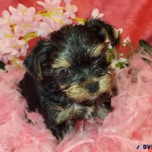 Yorkie female Tulip