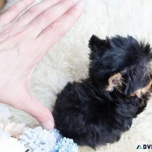Cutes Yorkie Puppies for sale