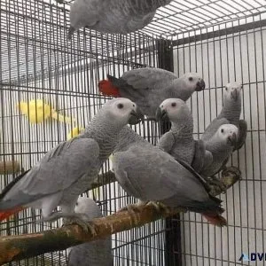 Fantastic raised African Grey parrots For Sales.