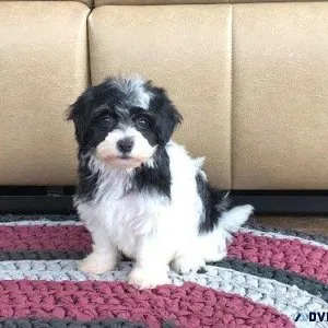 Adorable Havanese puppies for lovely homes