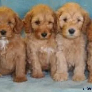 1st Generation Labradoodle Puppies
