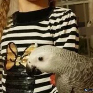 African grey parrot  young bird