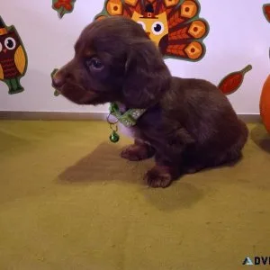 2 Male Miniature Dachshund Puppies Ready Now