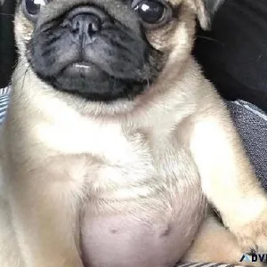 Pugs Puppies Ready Now
