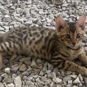 Exotic Bengal Kittens