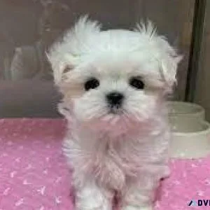 Toy Purebred Maltese