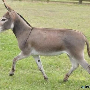 Mini donkey