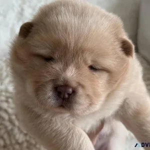 Charming Chow Chow puppies
