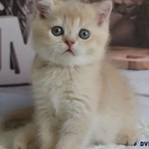 Adorable munchkin kitten for rehoming