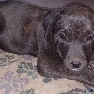 Pit Bull x Blue Lacy puppies need homes.