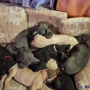 Great Dane Puppies