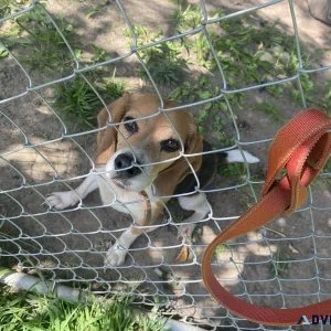 Free Beagle