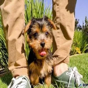 Alpha Male Small Dog.