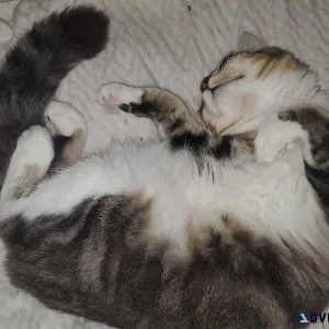 4-Kittens To Good Home