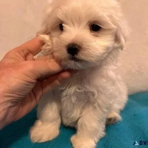female and male maltese puppies