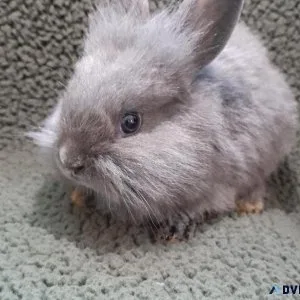 8 week old bunnies