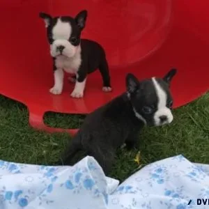 Bulky Male and Female Boston Terrier Puppies