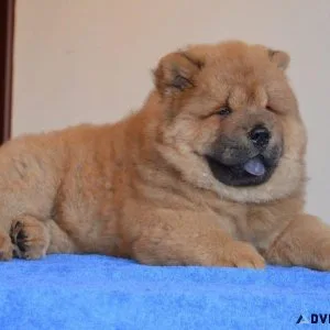 Overjoyed Chow Chow puppies available