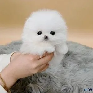 Gorgeous Micro Teacup Pomeranian Puppies For Sale