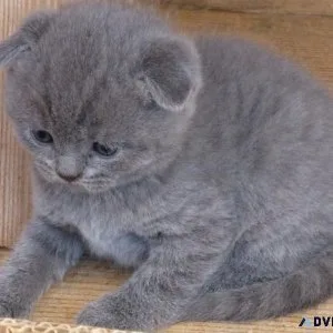 Scottish Fold Kittens For Sale