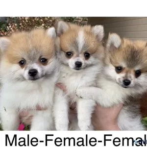 Pomeranian puppies