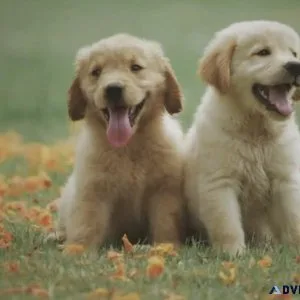 Cute golden retriever for sale
