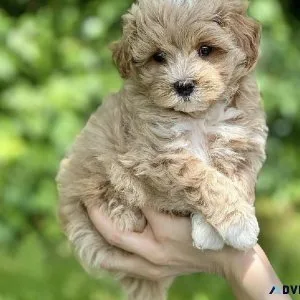 mini cavapoos