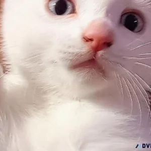 White siamese kitten slight tan tail