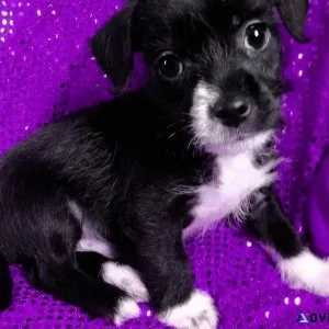 Chizer  puppy  Schnauzerchihuahua