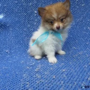 Pomeranian Puppies