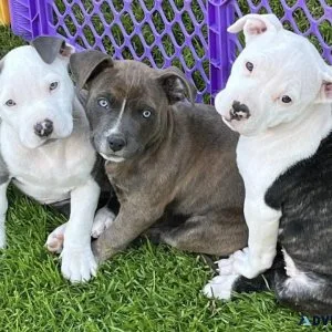 Pit bull available for sale