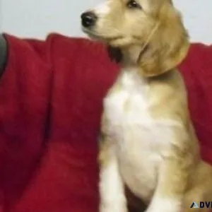 Healthy Afghan Hound puppies  for sale